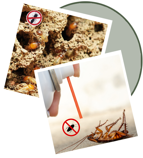 Pest Control in Chennai